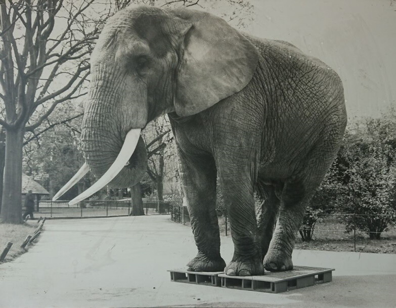 Olifante op twee plastics pallets | Norah Plastics Logo brand NORAH Plastics 1955